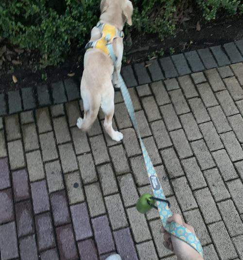 狗塌蹄之谜（揭秘狗塌蹄现象的原因与影响）(图1)