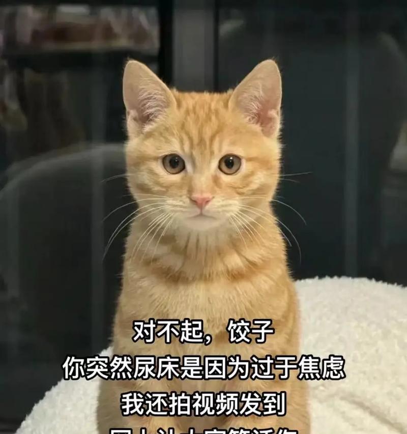 猫为什么突然尿在床上?(探究猫突然改变尿尿习惯的原因和解决办法)(图3) 猫为什么突然尿在床上?(探究猫突然改变尿尿习惯的原因和解决办法)(图3)