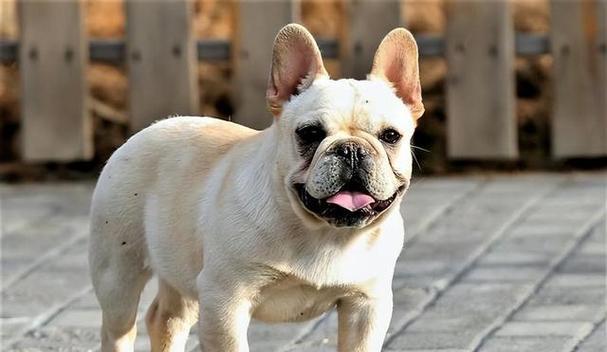 适合家里小空间的狗的选择（小空间养狗的最佳选择及养狗技巧） - 悠悠酷狗网