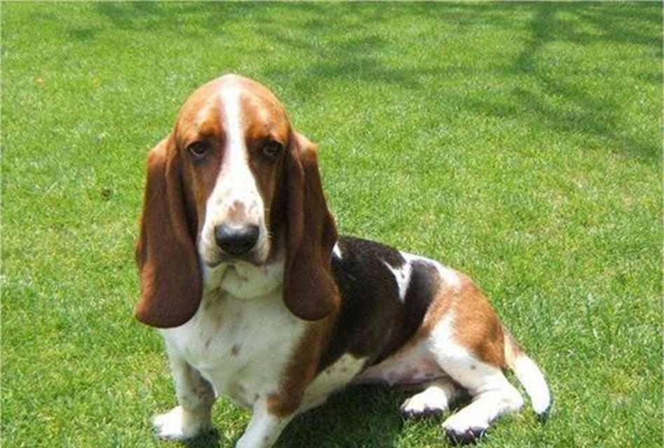 适合家里小空间的狗的选择(小空间养狗的最佳选择及养狗技巧)(图2) 适合家里小空间的狗的选择(小空间养狗的最佳选择及养狗技巧)(图2)