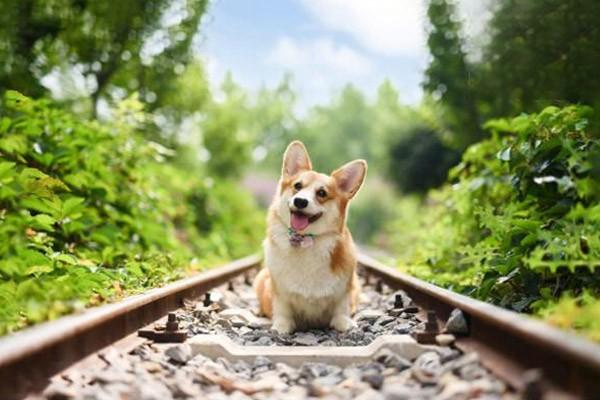 狗农药中毒治疗 犬猫有机磷农药中毒(图3)