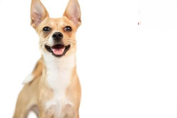 犬猫硒代谢病 - 悠悠酷狗网