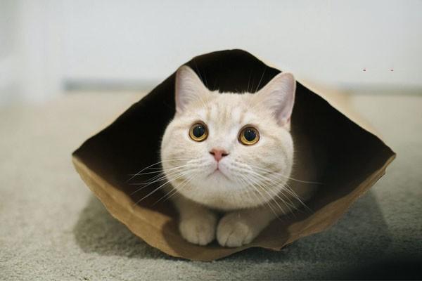 犬猫异嗜治疗方案 犬猫异嗜(图2)