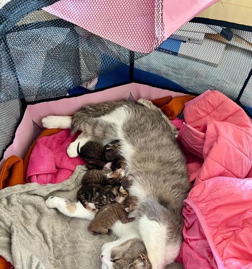 狗崽奶粉（为您揭秘狗崽奶粉的正确喂养时间和用量）(图2)