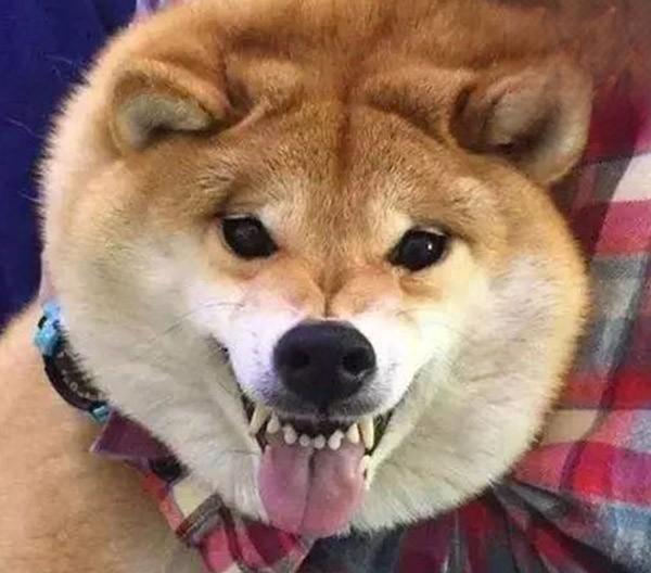 犬猫肥胖症 - 悠悠酷狗网