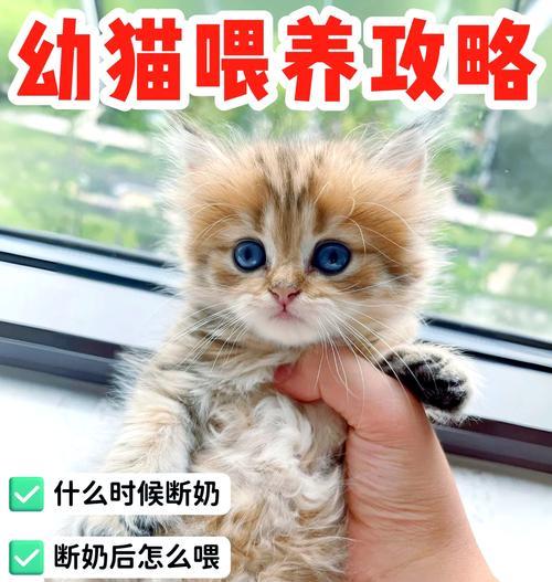 如何正确喂养小奶猫（营养均衡的饮食是关键） - 悠悠酷狗网