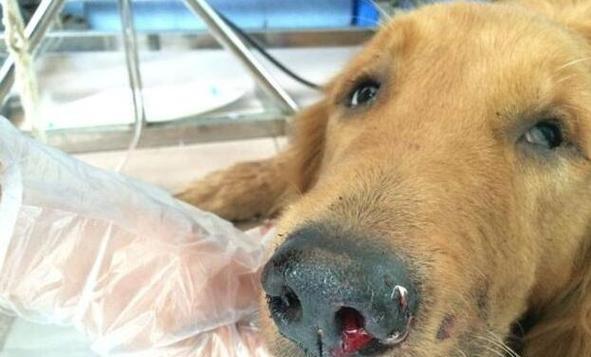 金毛上火的原因及解决方法（了解金毛上火症状，关注金毛健康）(图3)