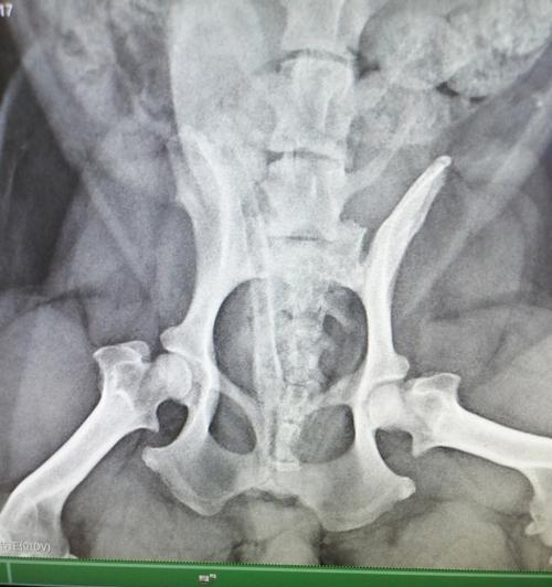 狗狗腿髋坏死（了解腿髋坏死的原因与治疗方法，为宠物狗的健康尽一份责任） - 悠悠酷狗网