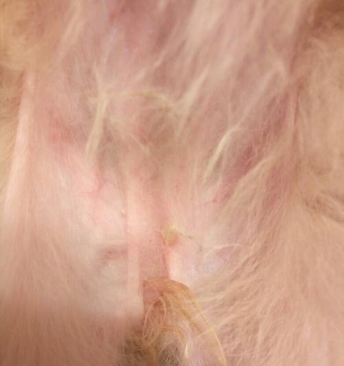 狗狗腿髋坏死（了解腿髋坏死的原因与治疗方法，为宠物狗的健康尽一份责任）(图3)