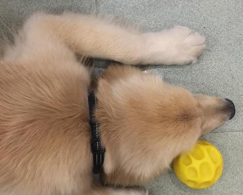 金毛上火的原因及解决方法（了解金毛上火症状，关注金毛健康） - 悠悠酷狗网