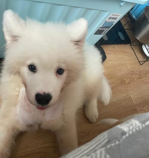 萨摩犬的换毛季节及护理技巧（探秘萨摩犬的换毛周期，为你的宠物提供最佳的护理建议） - 悠悠酷狗网