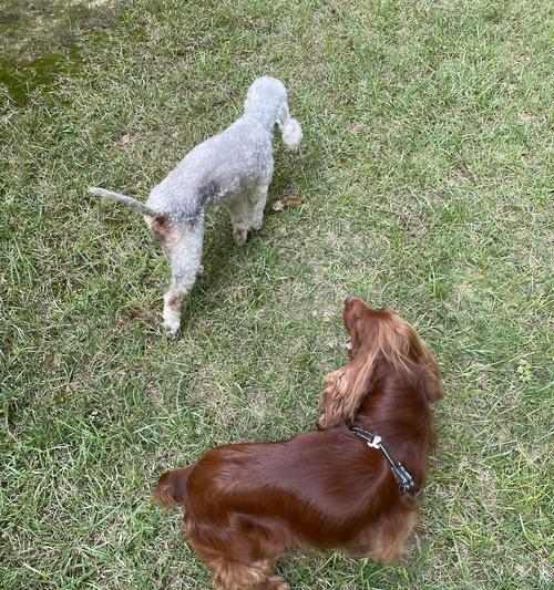 萨摩犬的换毛季节及护理技巧（探秘萨摩犬的换毛周期，为你的宠物提供最佳的护理建议）(图2)