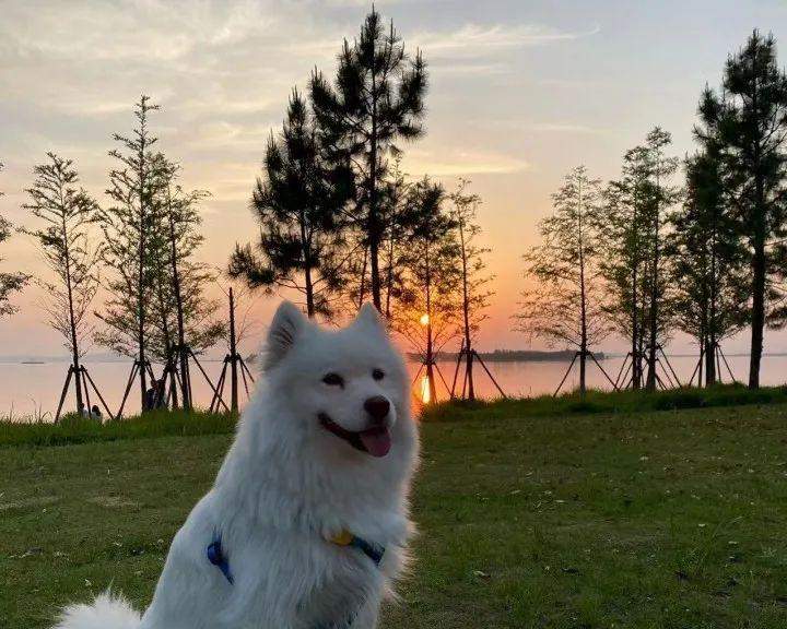 萨摩犬的换毛季节及护理技巧（探秘萨摩犬的换毛周期，为你的宠物提供最佳的护理建议）(图3)