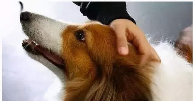 狗压着头的症状及其可能的原因（了解狗压着头的常见症状和可能的健康问题）(图2)