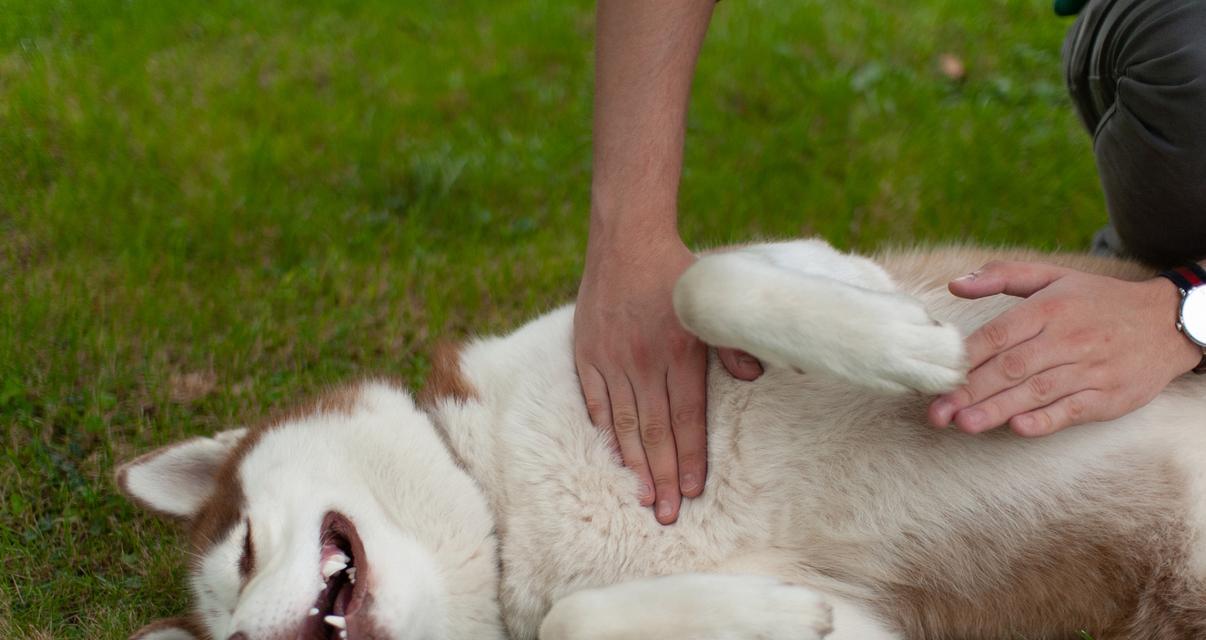 狗压着头的症状及其可能的原因（了解狗压着头的常见症状和可能的健康问题）(图3)