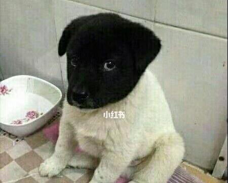 狗压着头的症状及其可能的原因（了解狗压着头的常见症状和可能的健康问题） - 悠悠酷狗网