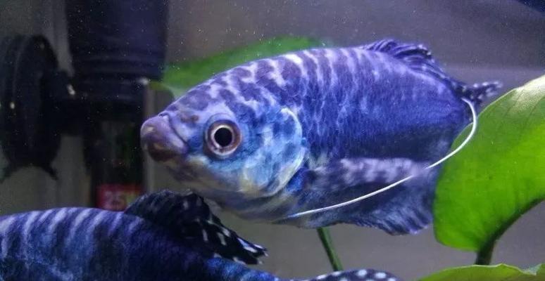 热带鱼世界（热带鱼战斗王者的争锋时刻）(图1)