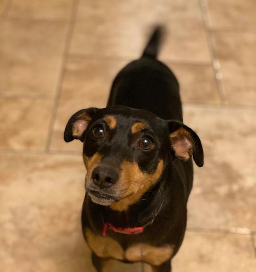 解读腊肠犬（了解腊肠犬的起源、特点与饲养注意事项） - 悠悠酷狗网