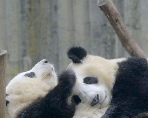 选择安静的动物，让寝室生活更加舒适（以寝室什么动物好养安静为主题的建议和推荐）(图3)