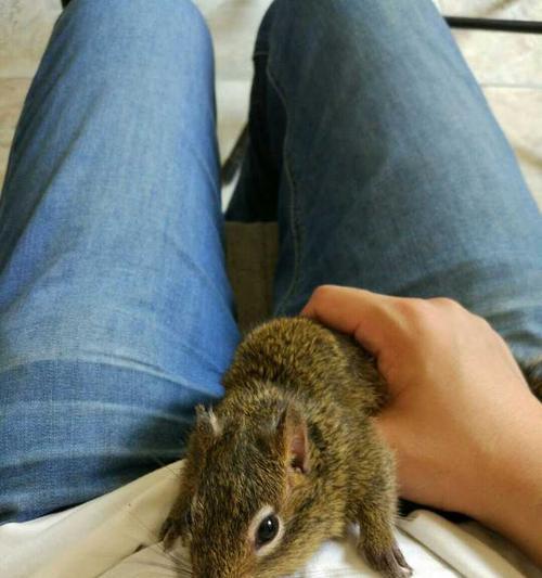 选择安静的动物，让寝室生活更加舒适（以寝室什么动物好养安静为主题的建议和推荐） - 悠悠酷狗网