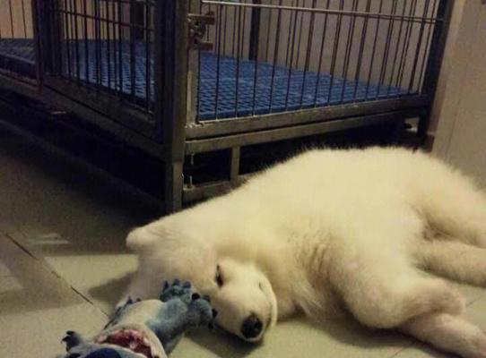 探寻狗狗肾不好的常见症状（了解如何帮助你的宠物保持健康）(图3)