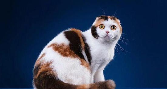 了解折耳病(探索折耳病的发病机理及其对患者的影响)(图2) 了解折耳病(探索折耳病的发病机理及其对患者的影响)(图2)