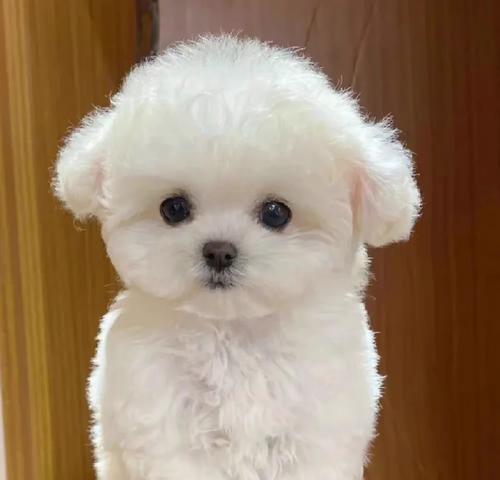 如何评价比熊的品相好（探究比熊品相的关键指标及其影响因素） - 悠悠酷狗网