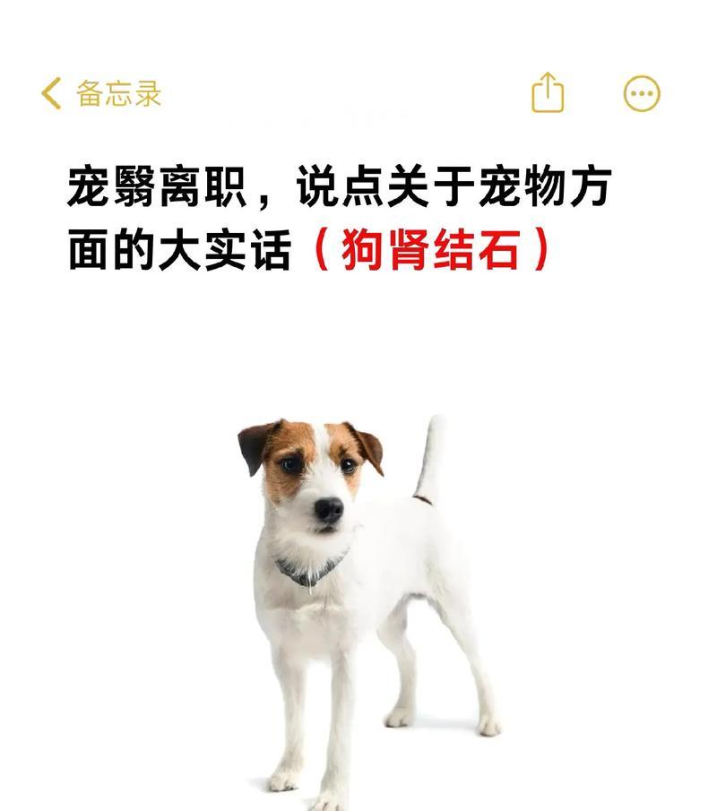 探寻狗狗肾不好的常见症状（了解如何帮助你的宠物保持健康） - 悠悠酷狗网