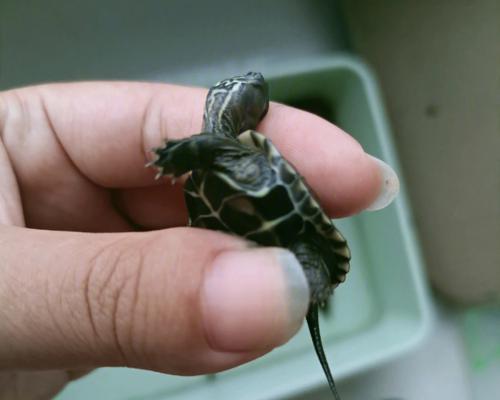 探秘乌龟腐皮（乌龟腐皮的制作工艺与营养价值） - 悠悠酷狗网