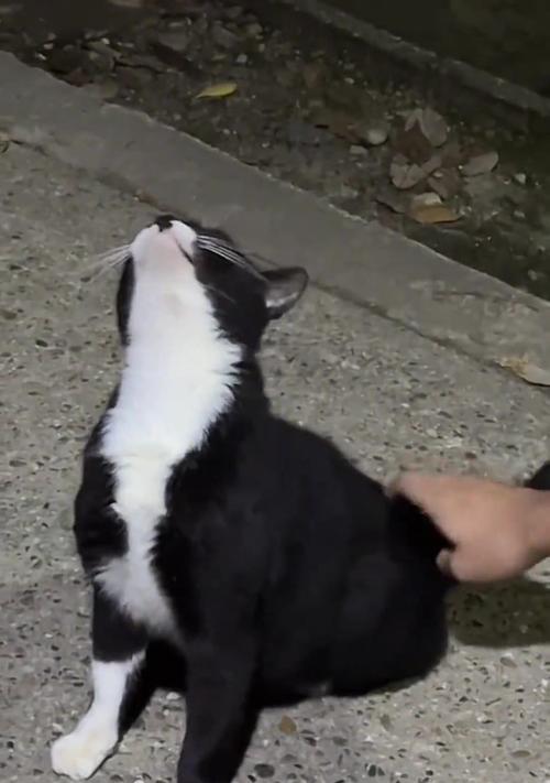 猫为什么会头痒？（探究猫咪头痒的原因及解决方法）(图1)