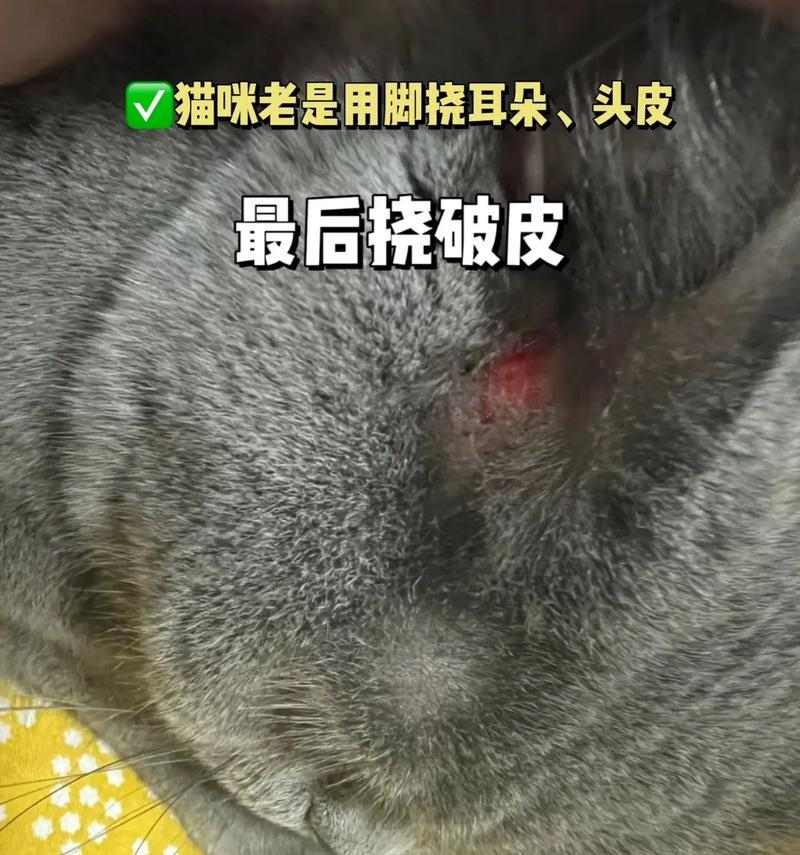 猫为什么会头痒？（探究猫咪头痒的原因及解决方法）(图2)