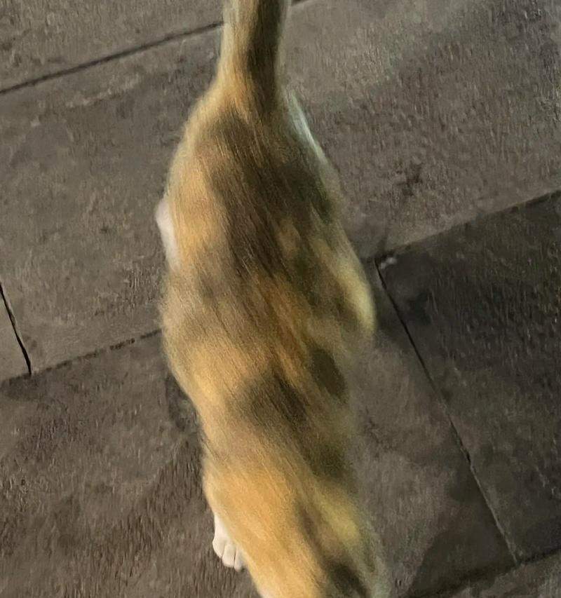 猫咪的突然乱跑之谜（探索猫咪行为背后的奥秘） - 悠悠酷狗网