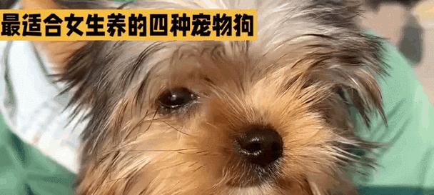 女孩养什么宠物狗？（为女孩选择最适合的宠物狗品种）(图2)