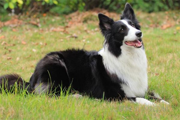 有必要给狗狗买玩具吗？(图2)