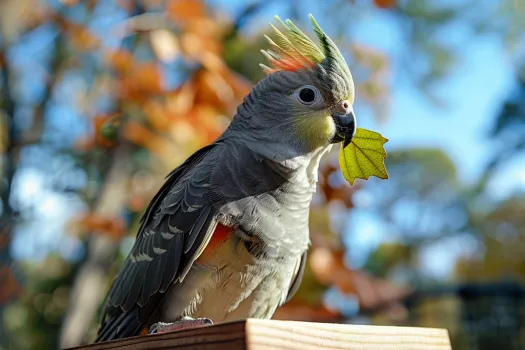 鹦鹉单眼伤风的症状和治疗方法 - 悠悠酷狗网