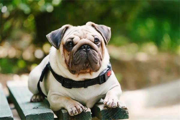 怎么训练狗狗的服从性？(图2)