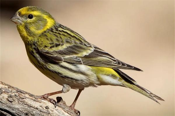 如何分辨鸟饲料的好坏? 如何分辨鸟饲料的好坏?(图2)