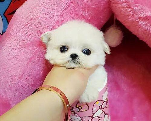 贵宾板凳体（贵宾板凳体） - 悠悠酷狗网