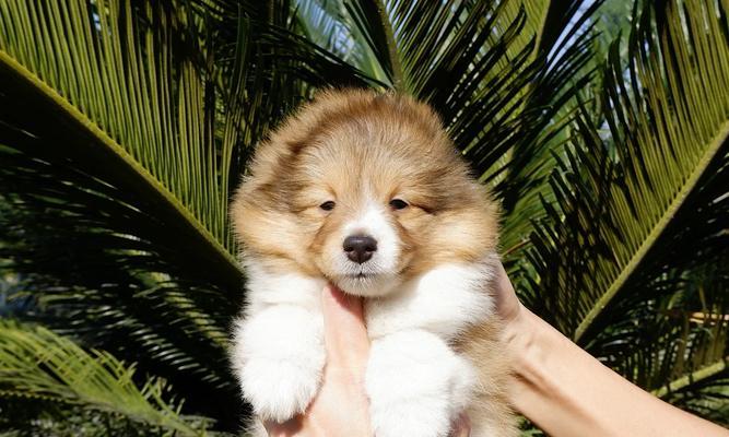 以喜乐蒂都需要补什么？（探索喜乐蒂都的营养需求和补充方式）(图3)