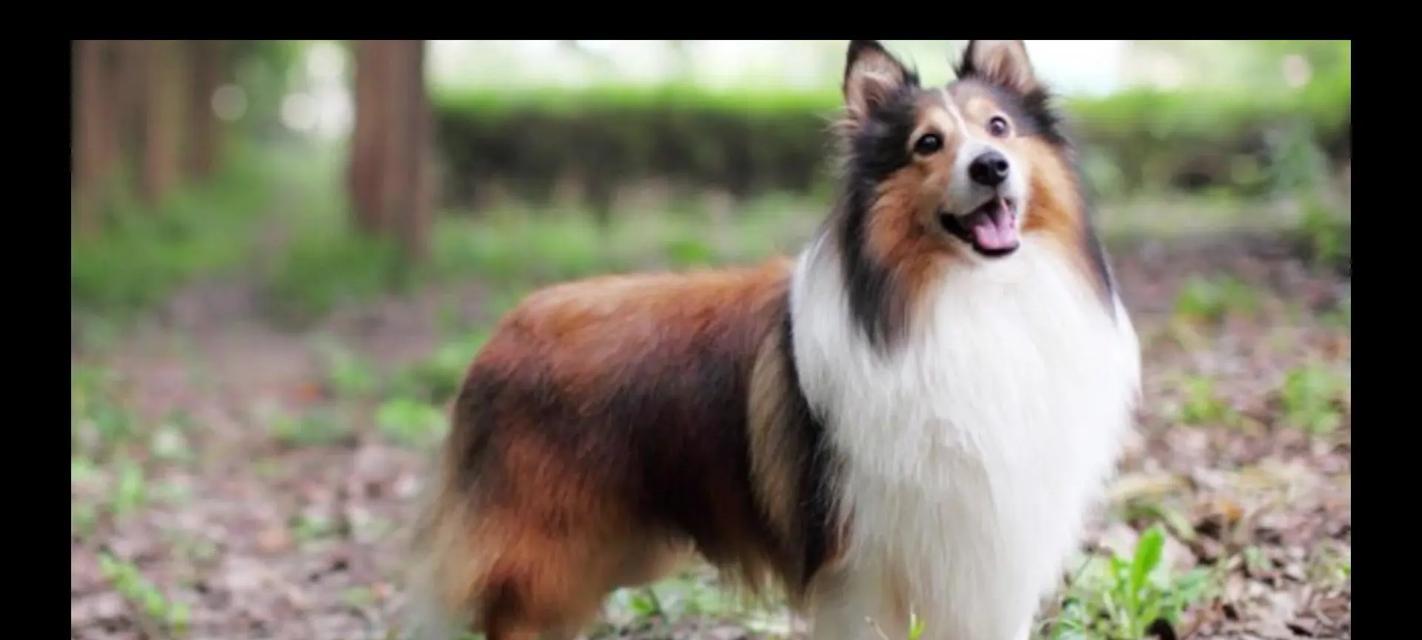 以喜乐蒂都需要补什么？（探索喜乐蒂都的营养需求和补充方式）(图2)