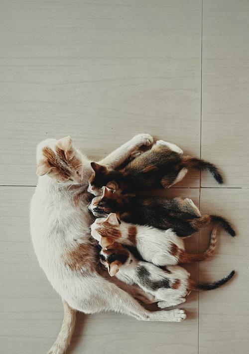 选择适合繁殖的猫种（了解不同猫种的繁殖潜力与特点）(图3)