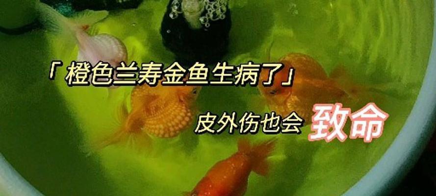 探究以鱼得了肠炎的原因（揭秘鱼类传播肠炎的关键因素）(图1)