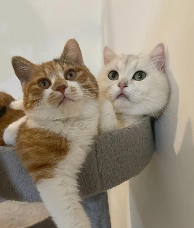 选择适合繁殖的猫种（了解不同猫种的繁殖潜力与特点） - 悠悠酷狗网