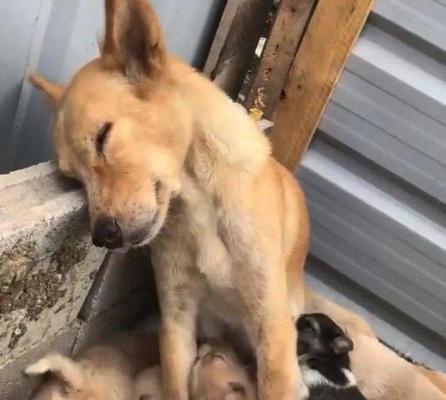 女人为什么愿意当母狗？（探究女性对母性的追求和满足） - 悠悠酷狗网