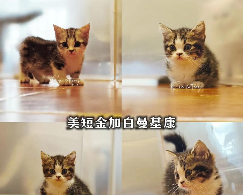 两个月的美短如何科学饲养（以两个月的美短的饮食为主题的科学饲养指南） - 悠悠酷狗网