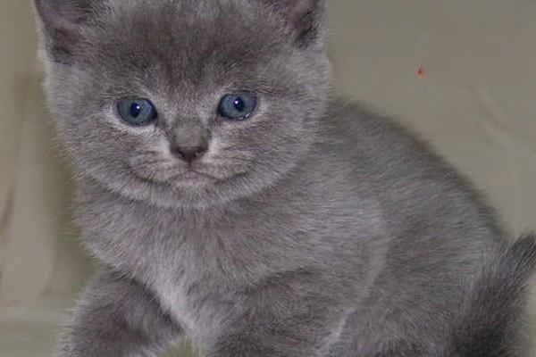 犬猫脐炎 - 悠悠酷狗网