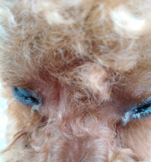 揭秘狗狗眼屎太多的原因(探索狗狗眼屎过多的背后问题及解决方法)(图1) 揭秘狗狗眼屎太多的原因(探索狗狗眼屎过多的背后问题及解决方法)(图1)