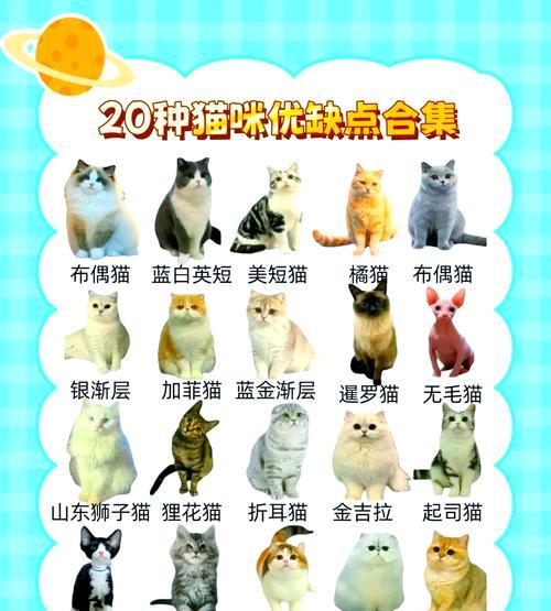 两个月的美短如何科学饲养（以两个月的美短的饮食为主题的科学饲养指南）(图2)