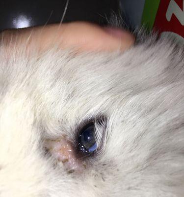 揭秘狗狗眼屎太多的原因(探索狗狗眼屎过多的背后问题及解决方法)(图3) 揭秘狗狗眼屎太多的原因(探索狗狗眼屎过多的背后问题及解决方法)(图3)