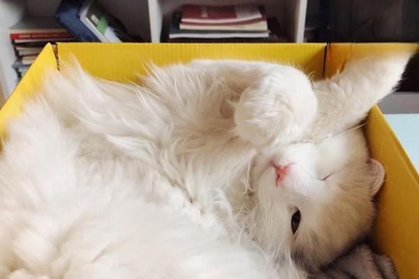 犬猫尿道损伤 - 悠悠酷狗网